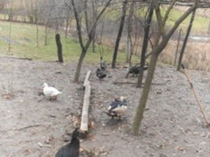 105110233_ZHKAGNL