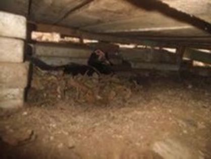 105184512_LMSICOR3 - pasari de rasa-ratele melel lesesti