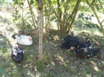 105184531_ZQAPPCO - pasari de rasa-ratele melel lesesti