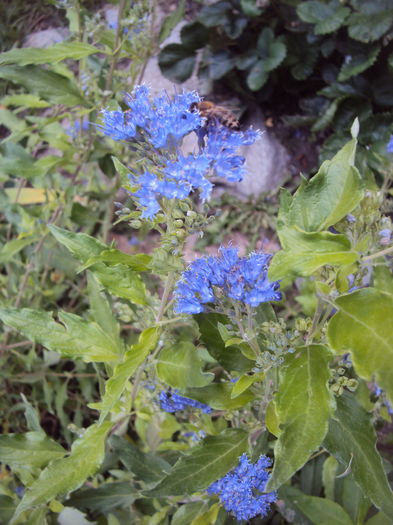 Caryopteris heavenly blue - Phlox si alte perene