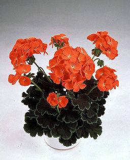 Black Velvet Red - Muscata deosebita si cele mai scumpe flori