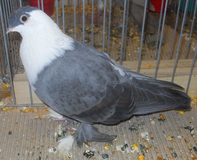 Jucator Shiraz turcesc