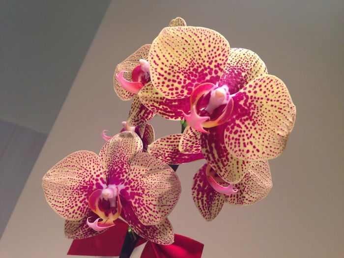 12487210_935645266504155_2497358835924811009_o