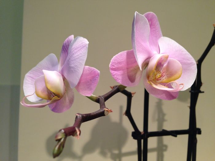 12401806_935645476504134_2234157003700774843_o