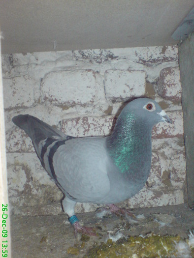 bulgaru 319771 /08 M; primul meu porumbel  cu  rezultat.a facut  categoria viteza tineret.
