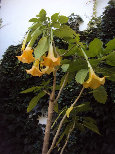 Brugmansia - Phlox si alte perene