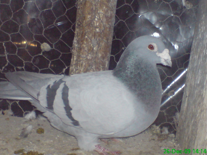 spaniolu; acesta  este un porumbel cu  inel de  spania  si  are  14ani
