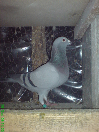 bulgaroaica - porumbei mei 2009