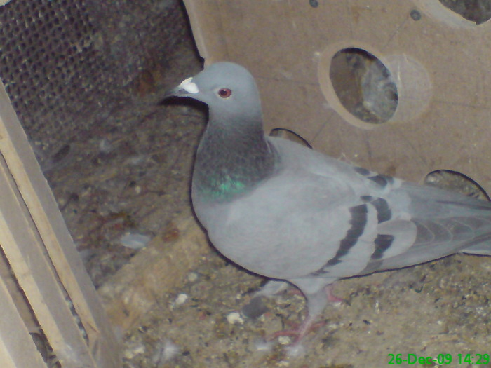 bulgaroaica mica - porumbei mei 2009