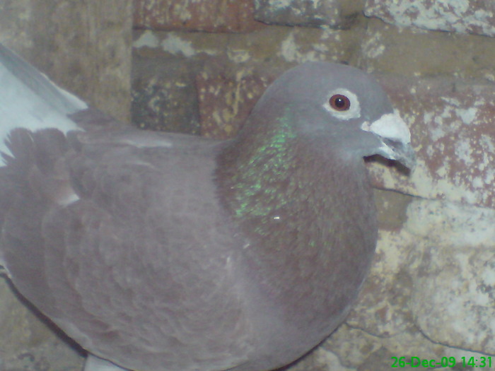 rosul - porumbei mei 2009