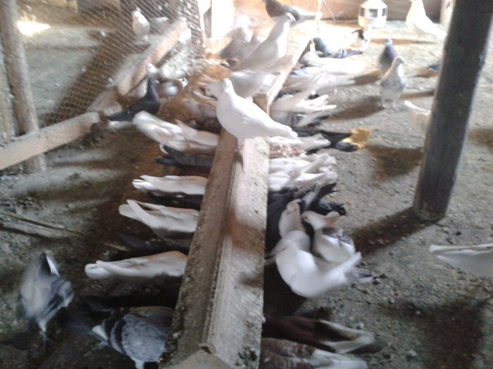 2015-12-25 10.24.51 - porumbei