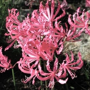 nerine humilis 15 - Bulbi deosebiti de vanzare