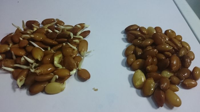 Cele din partea dreapta se arunca deoarece alea nu mai germineaza . - 1 Gladita germinare -Gladitsia Triachantos 2011