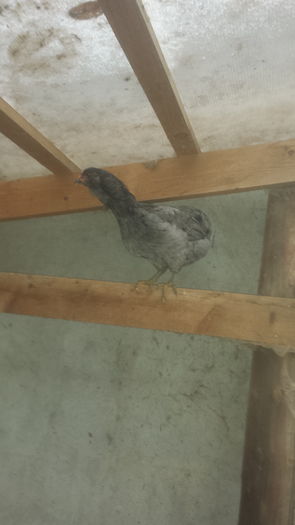 20160107_100753 - Araucana albastru