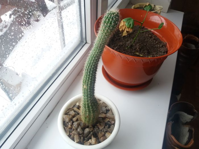 20160107_115523 - Cactusi Echinopsis Trichocereus