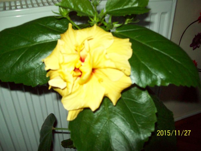 103_5434 - Hibiscusi 2015