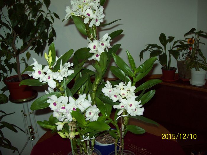 103_5447 - Amarilis si dendrobium