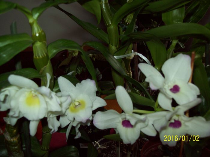 103_5465 - Amarilis si dendrobium