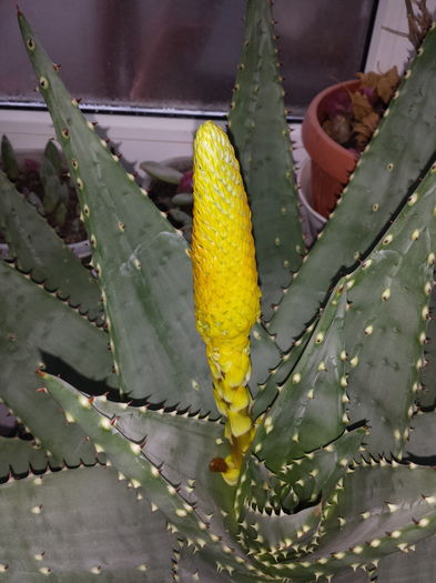 Aloe aculeata crousiana - Suculente - 2016