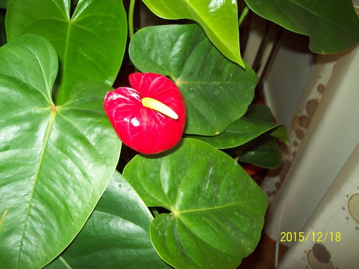 103_5448 - Anthurium