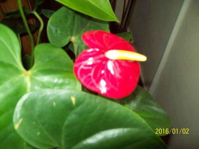 103_5467 - Anthurium