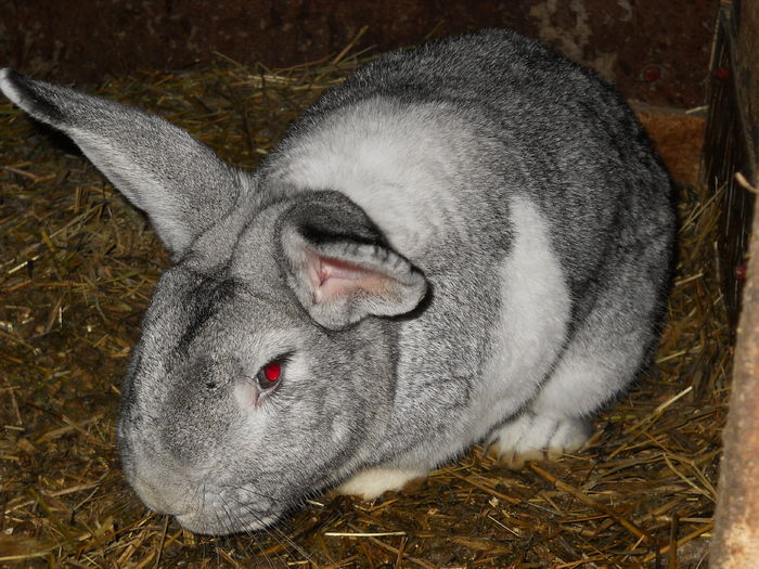 014 - animalutele mele