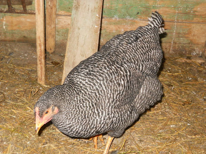 012 - animalutele mele