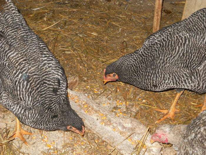 013 - animalutele mele