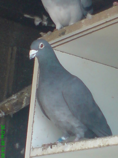 negru