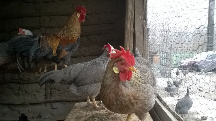 WP_20160107_15_10_13_Pro