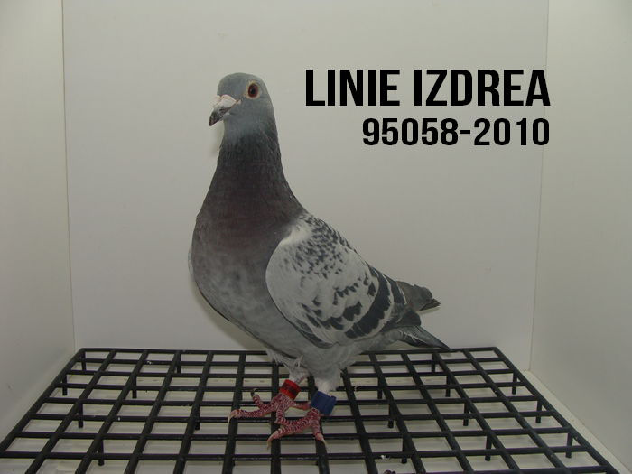 95058-2010 linie Izdrea