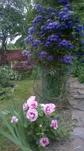 WP_20150522_003 - 1 Clematite 2015