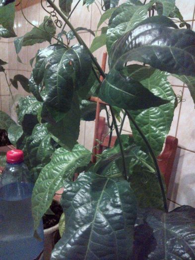 passiflora edulis(Passion fruit) - passiflora edulis