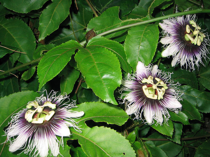 Passiflora edulis (Passion fruit) - passiflora edulis