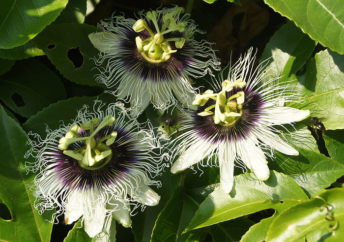 passiflora-edulis-flowers - passiflora edulis
