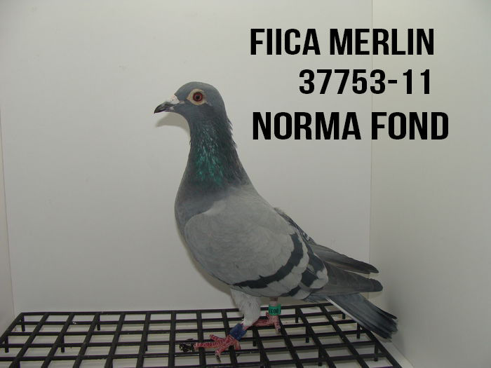 37753-2011 -fica Merlin - De vanzare