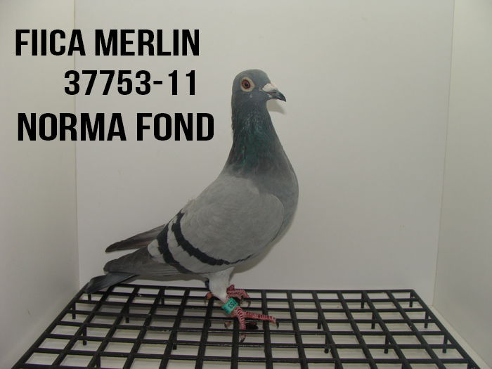 37753-2011 -fica Merlin - De vanzare