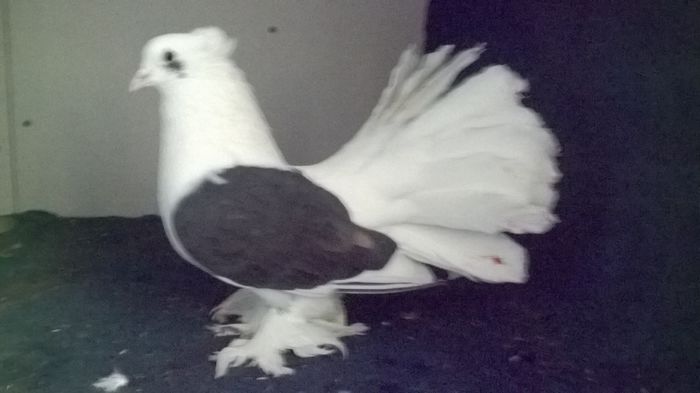 WP_20160107_12_32_17_Pro