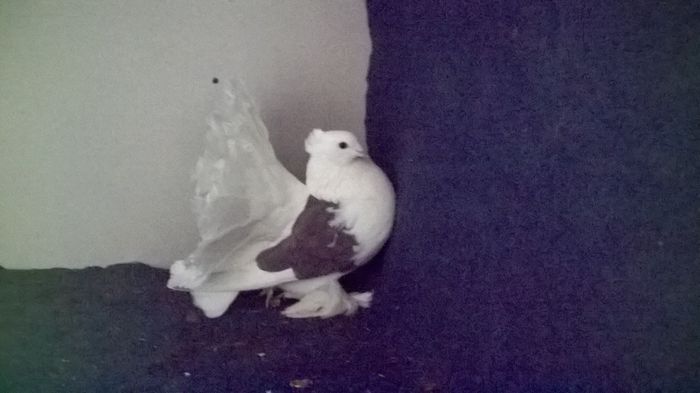 WP_20160107_12_34_17_Pro