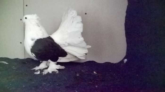 WP_20160107_12_38_49_Pro