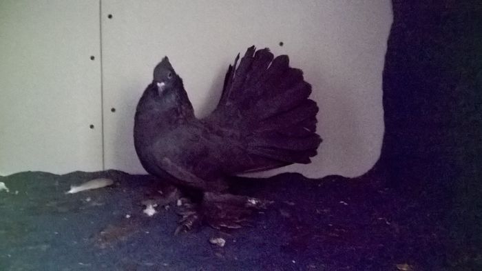 WP_20160107_13_03_23_Pro