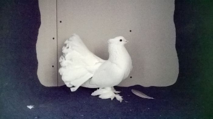 WP_20160107_13_19_38_Pro