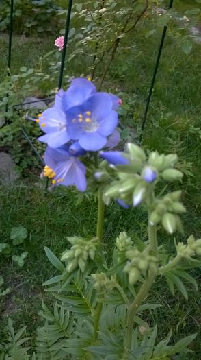 polemonium - Phlox si alte perene