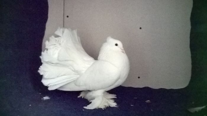 WP_20160107_13_38_21_Pro