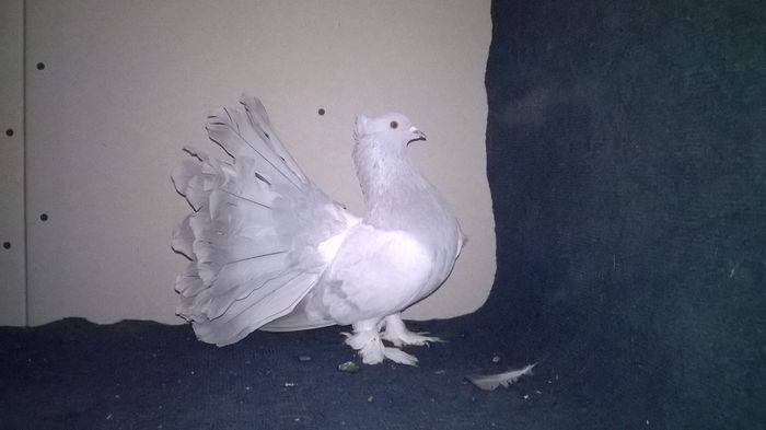 WP_20160107_13_44_43_Pro