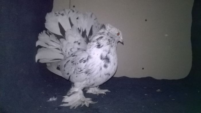 WP_20160107_13_46_44_Pro