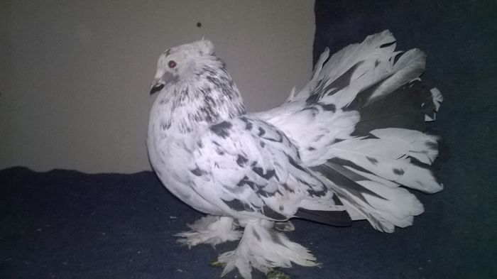 WP_20160107_13_47_28_Pro