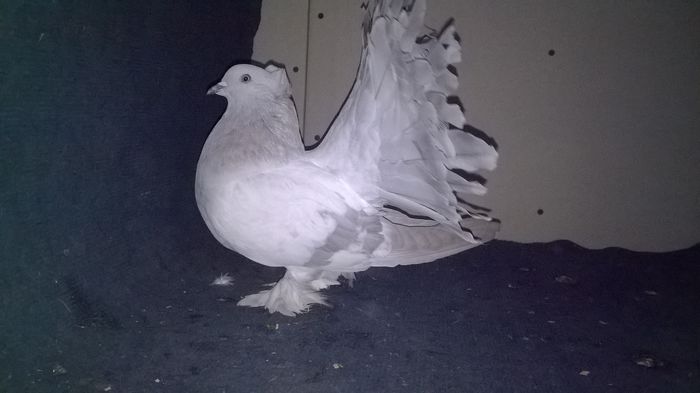 WP_20160107_13_52_05_Pro