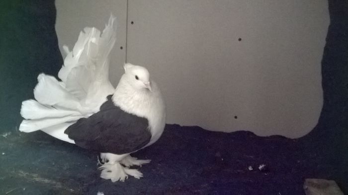 WP_20160107_12_27_36_Pro