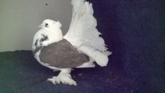 WP_20160107_12_28_25_Pro